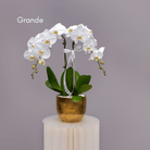 Orchids in Gold Sheen Pot - Uniflora