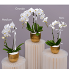 Orchids in Gold Sheen Pot - Uniflora