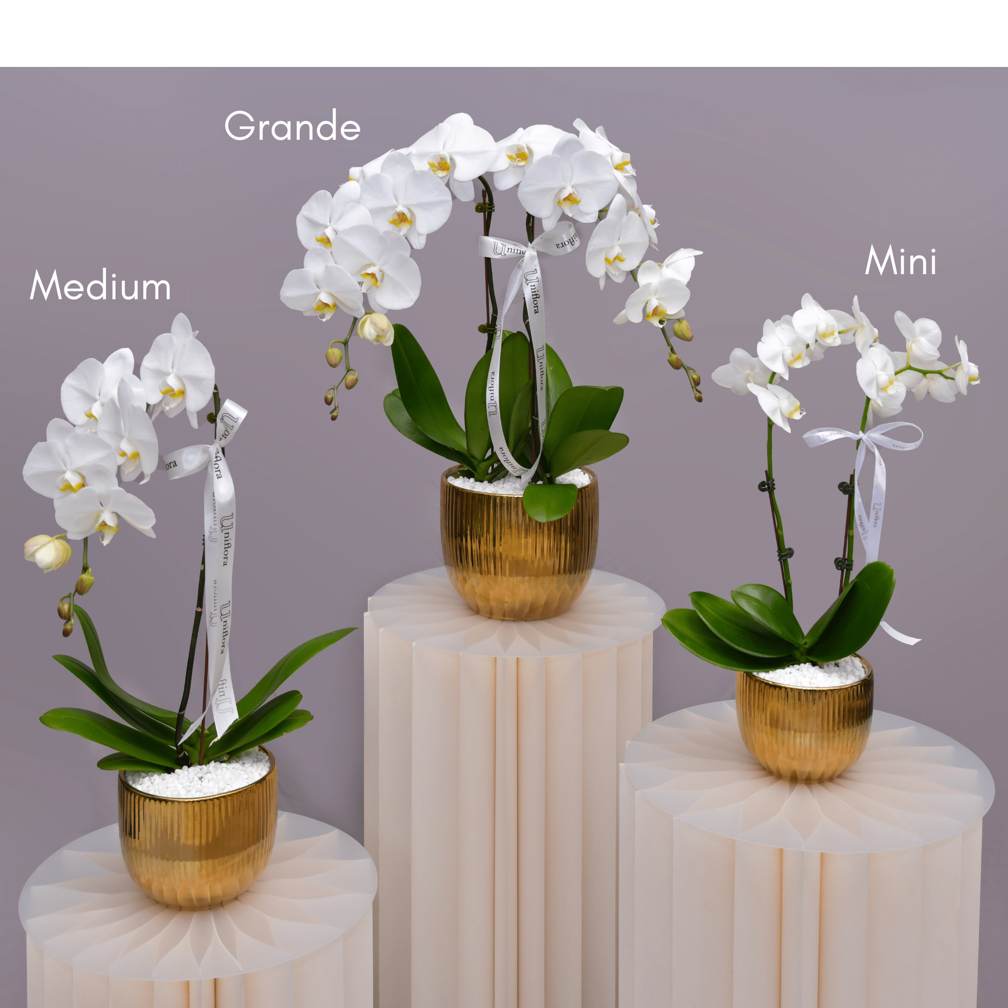 Orchids in Gold Sheen Pot - Uniflora