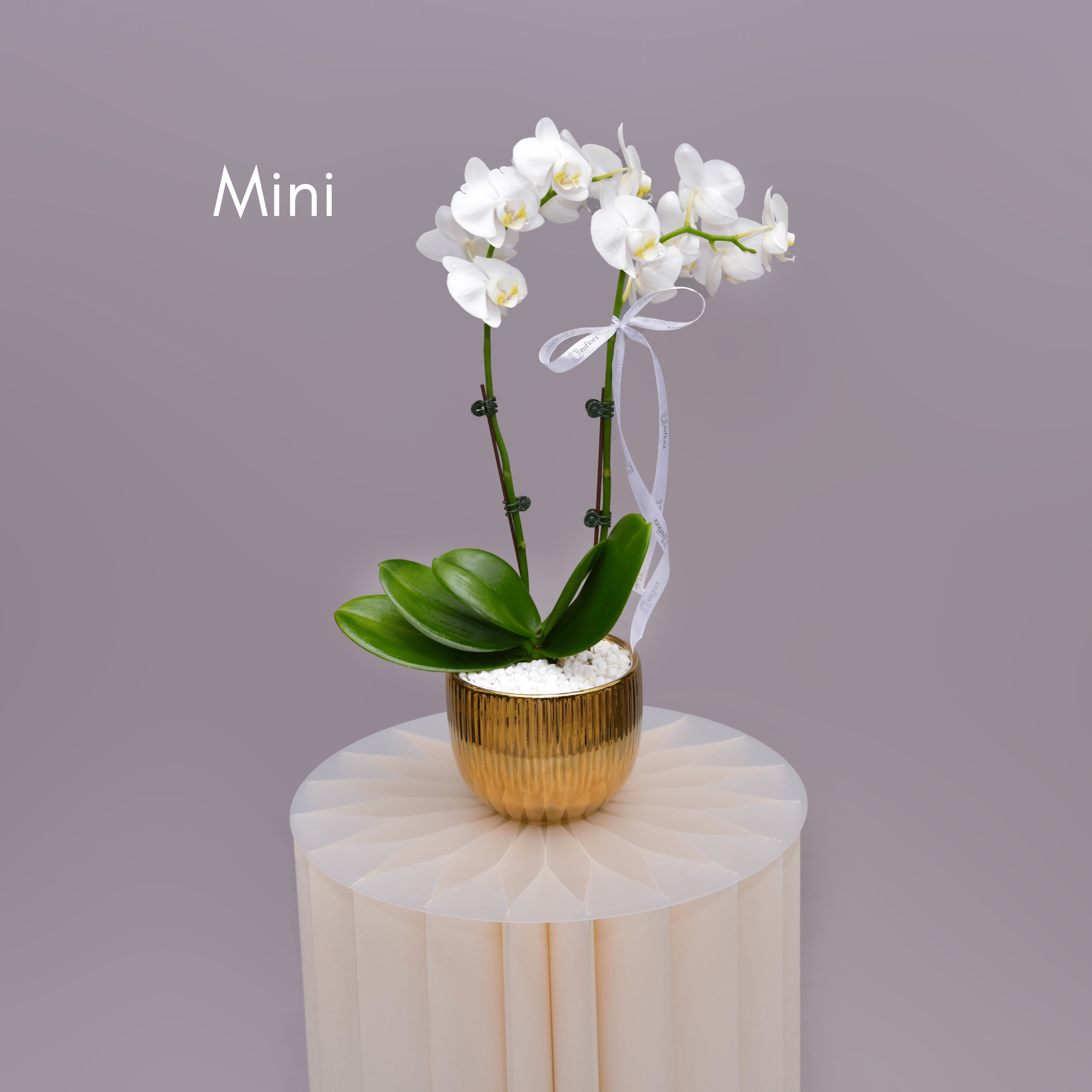 Orchids in Gold Sheen Pot - Uniflora