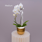Orchids in Gold Sheen Pot - Uniflora