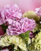 Pink Carnations - Uniflora