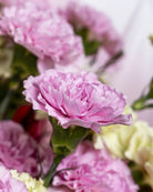 Pink Carnations - Uniflora