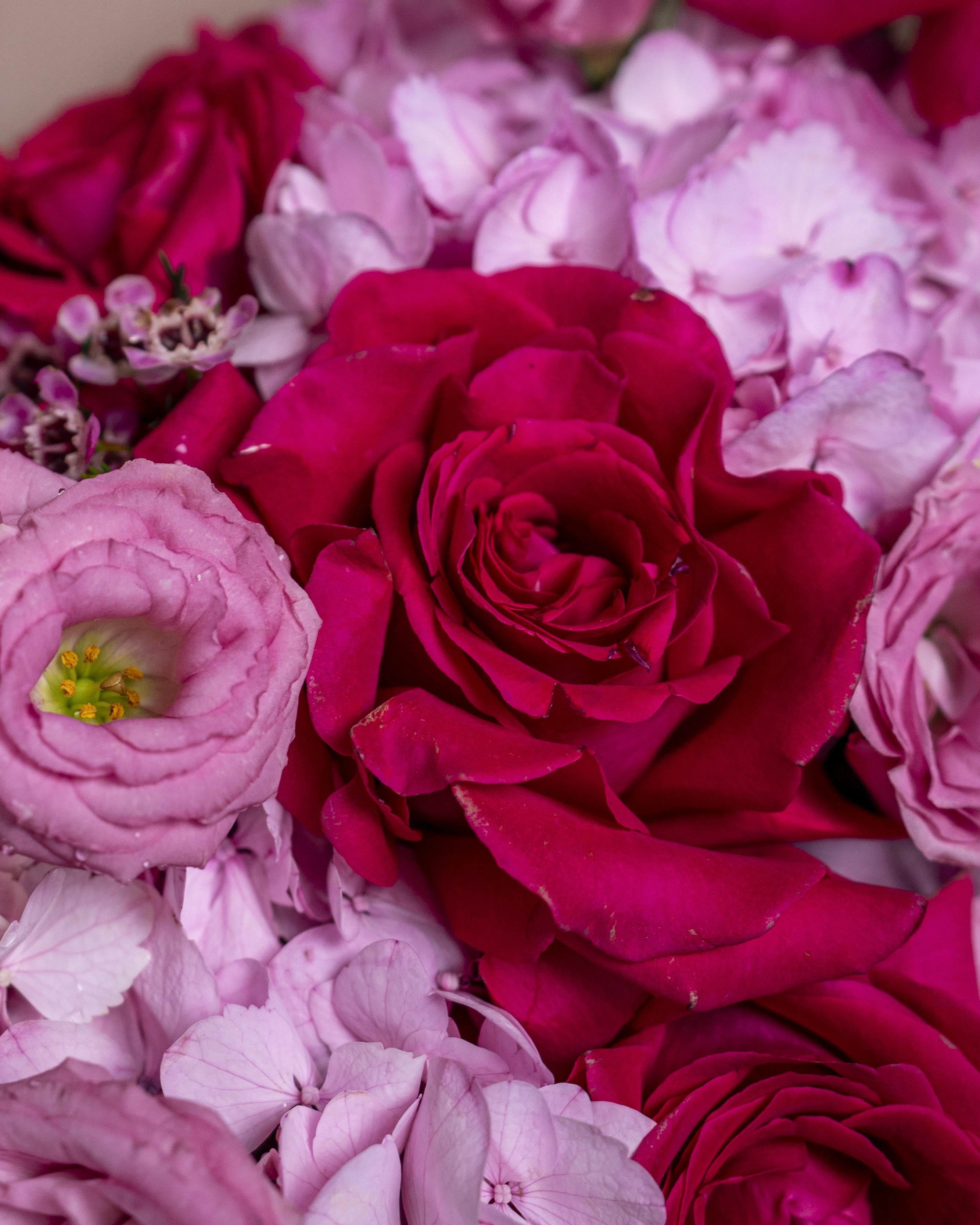 Pink Hydrangeas - Uniflora