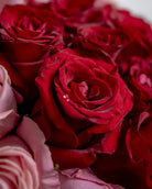 Pink Rose Love - Uniflora