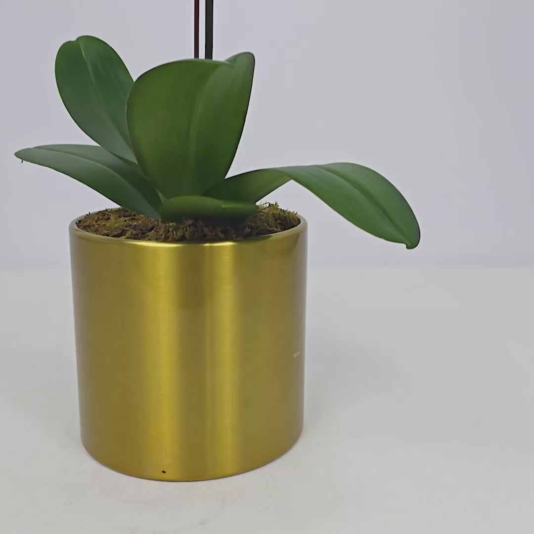White Orchid in Metal Pot