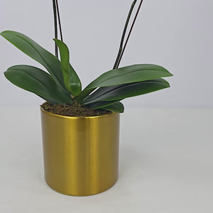 2 Orange Orchids in Metal Pot