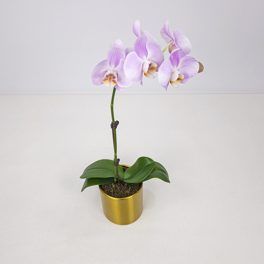 Purple Orchid in Metal Pot - Uniflora