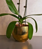 Purple Orchids in Gold Sheen Pot - Uniflora
