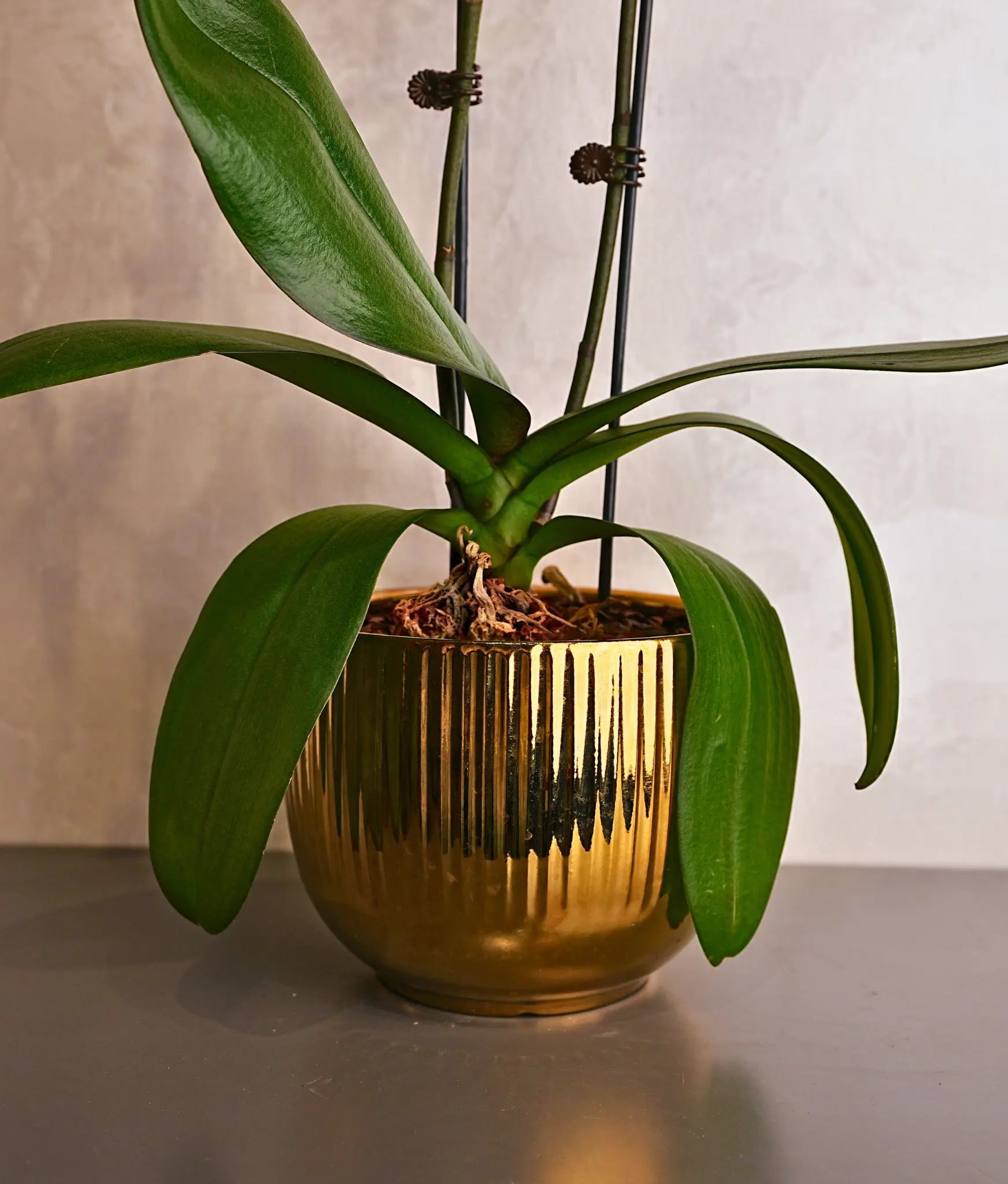 Purple Orchids in Gold Sheen Pot - Uniflora