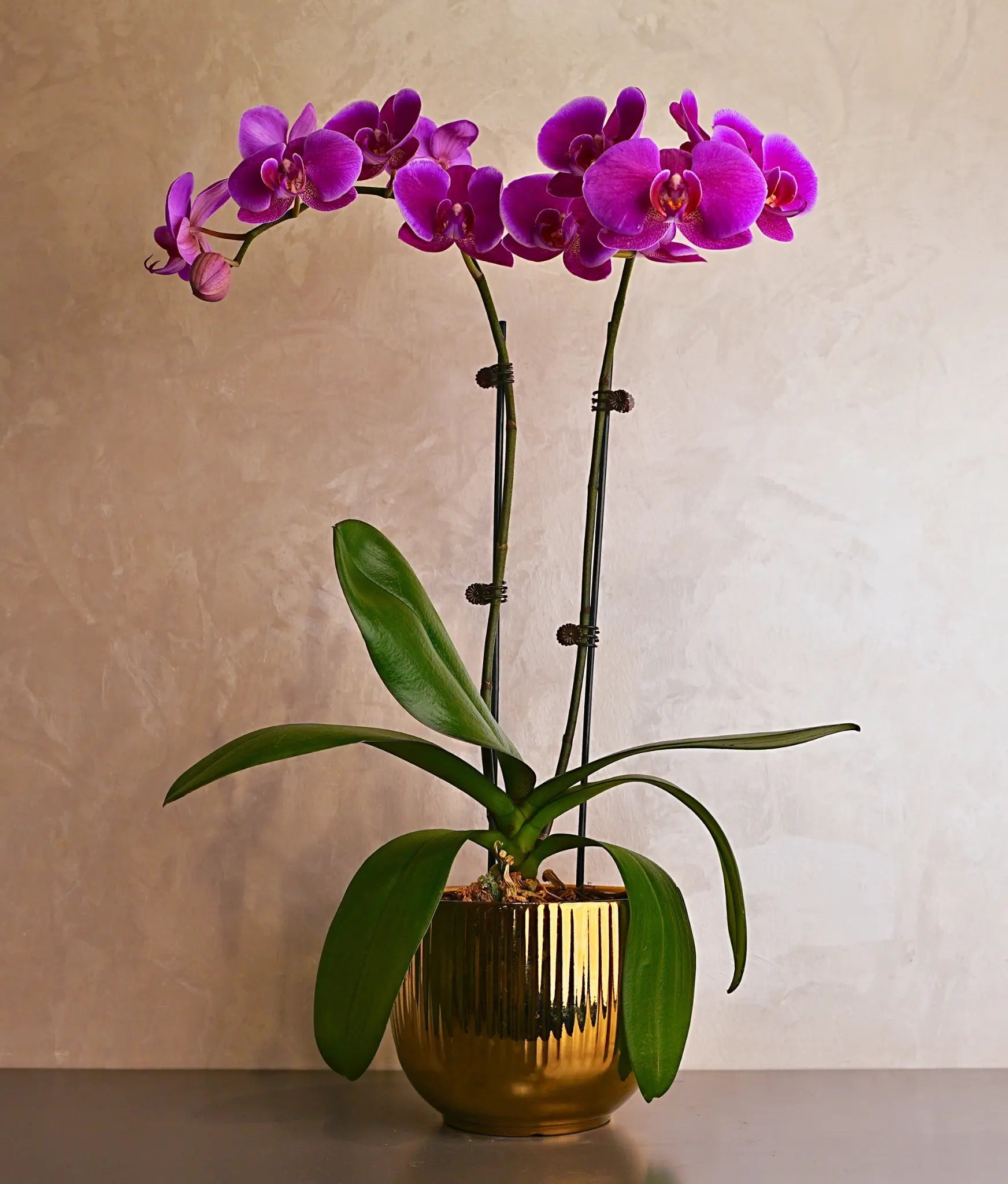 Purple Orchids in Gold Sheen Pot - Uniflora