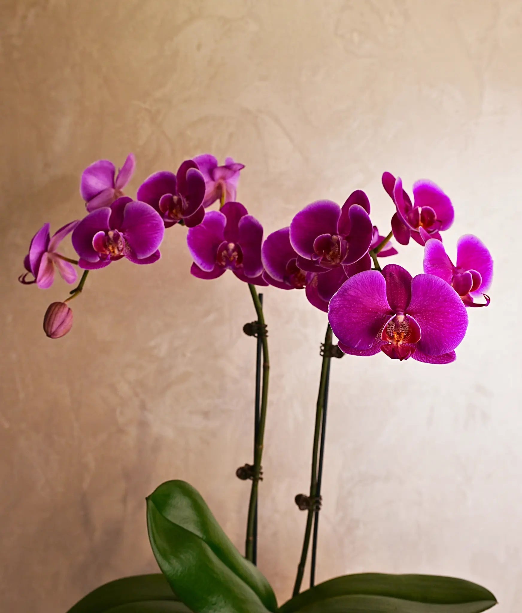 Purple Orchids in Gold Sheen Pot - Uniflora