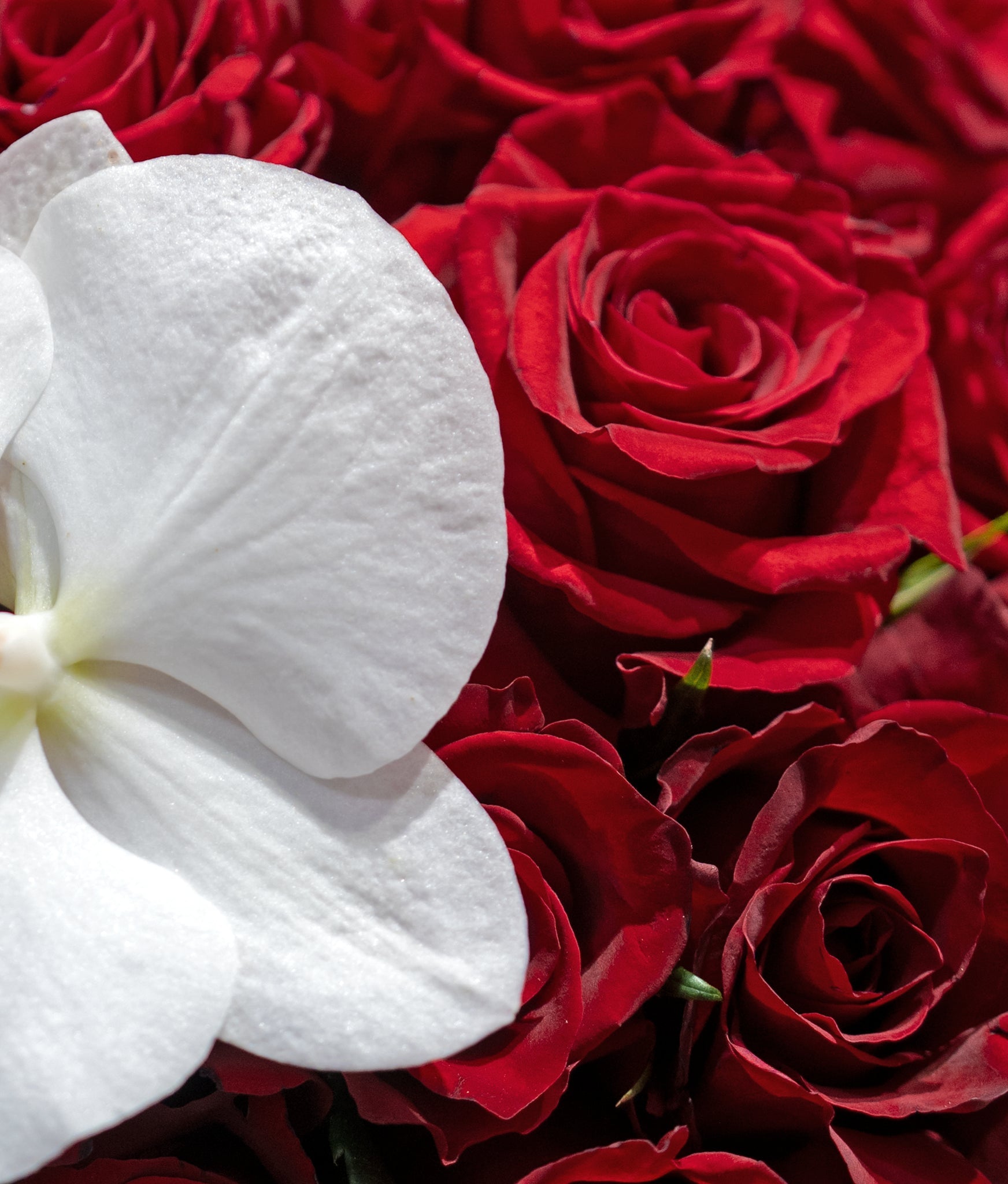 Red Rose Radiance - Uniflora