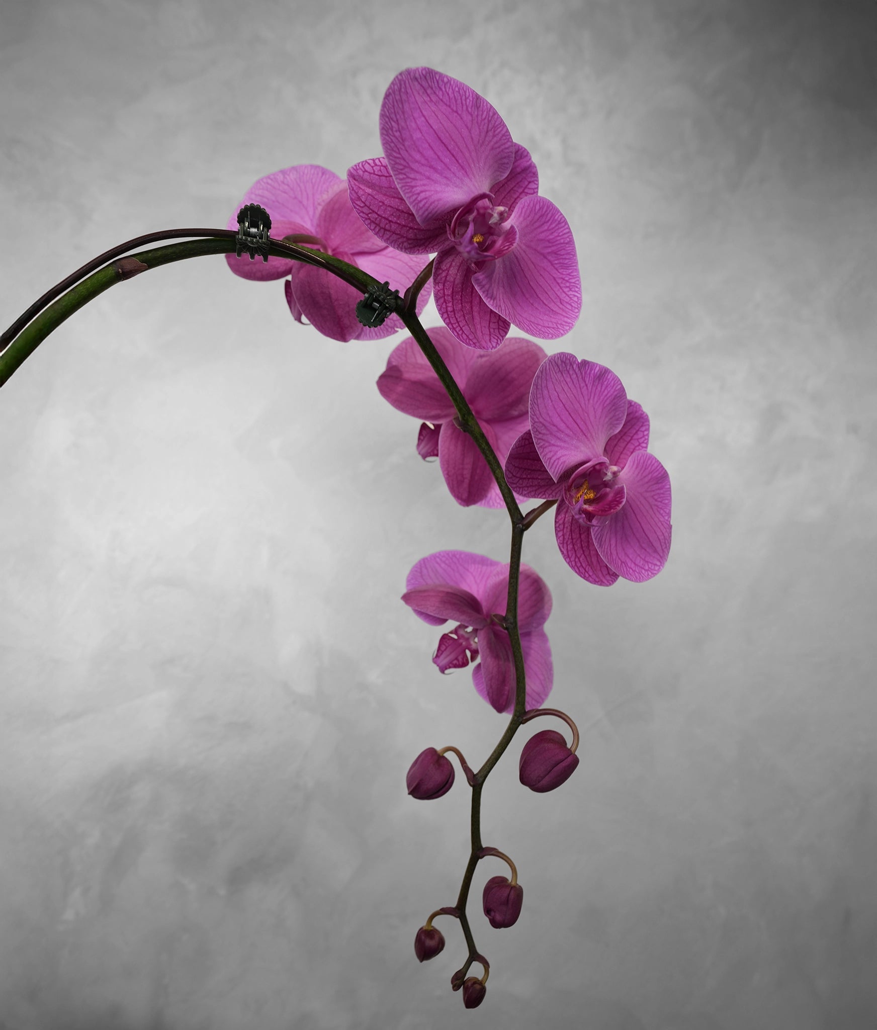 Single purple Orchid - Uniflora