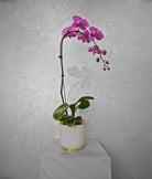 Single purple Orchid - Uniflora