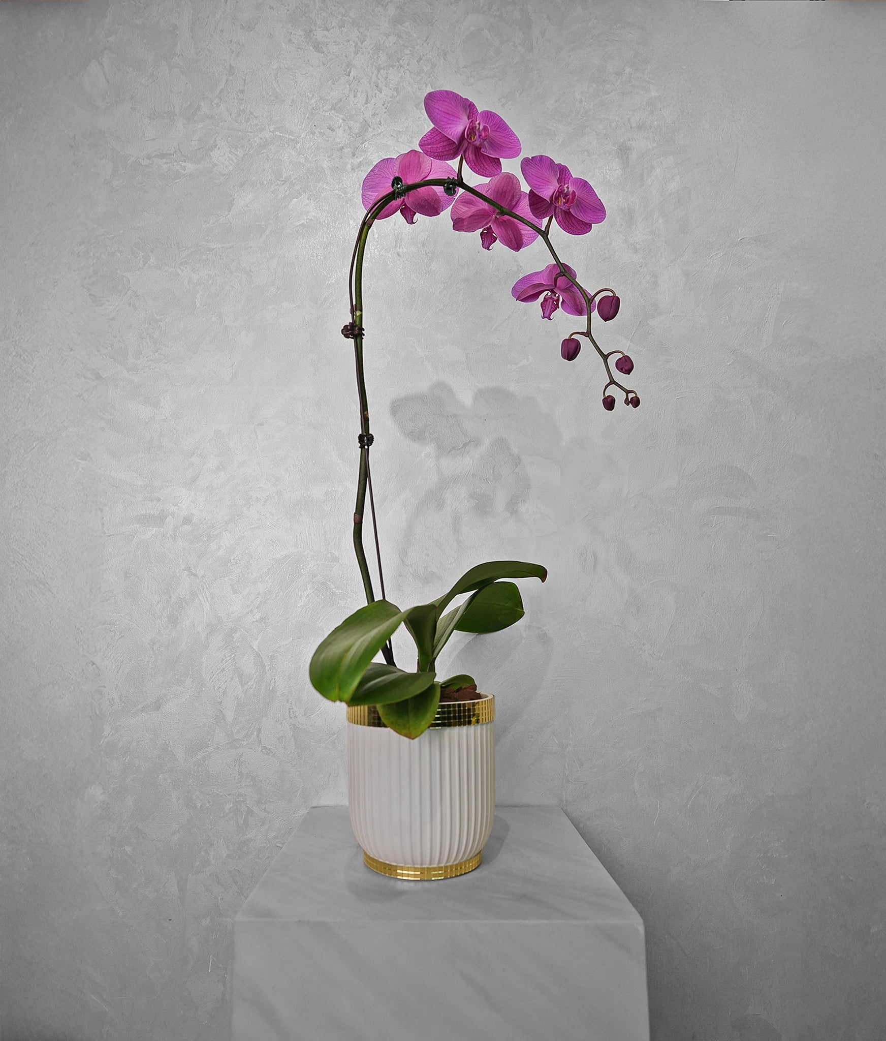 Single purple Orchid - Uniflora