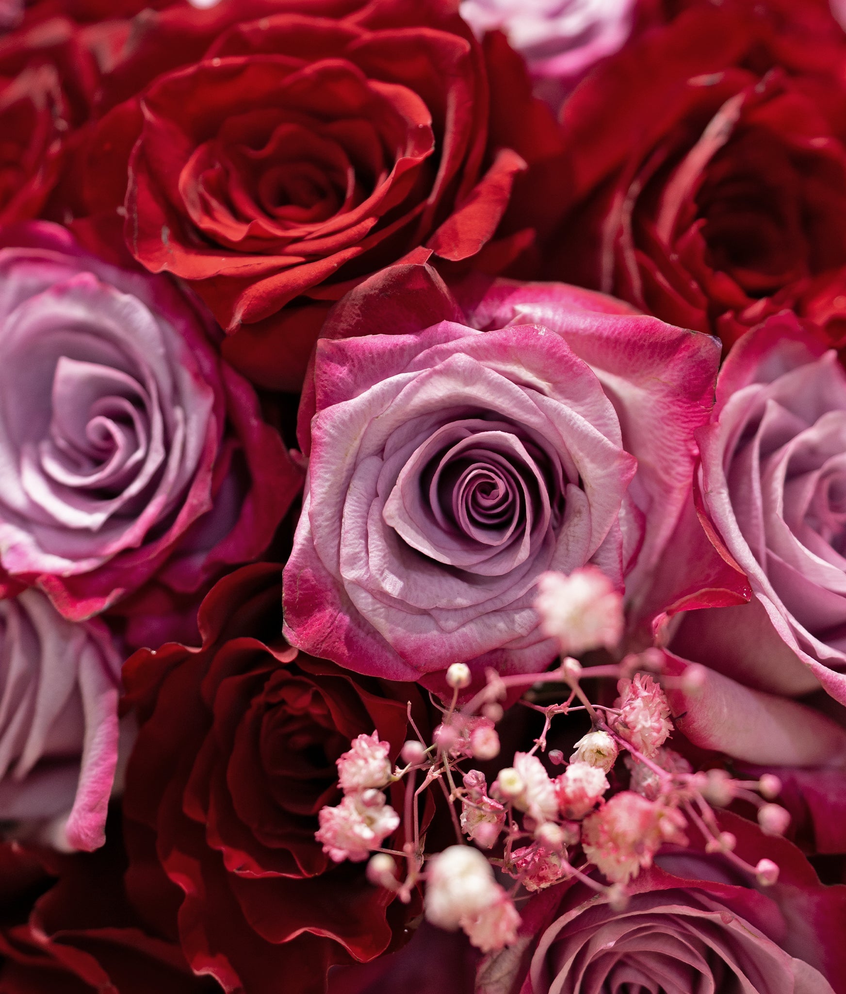 So Demure Roses - Uniflora