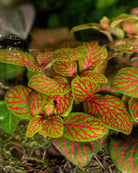 Soft Harmony Terrarium - Large - Uniflora