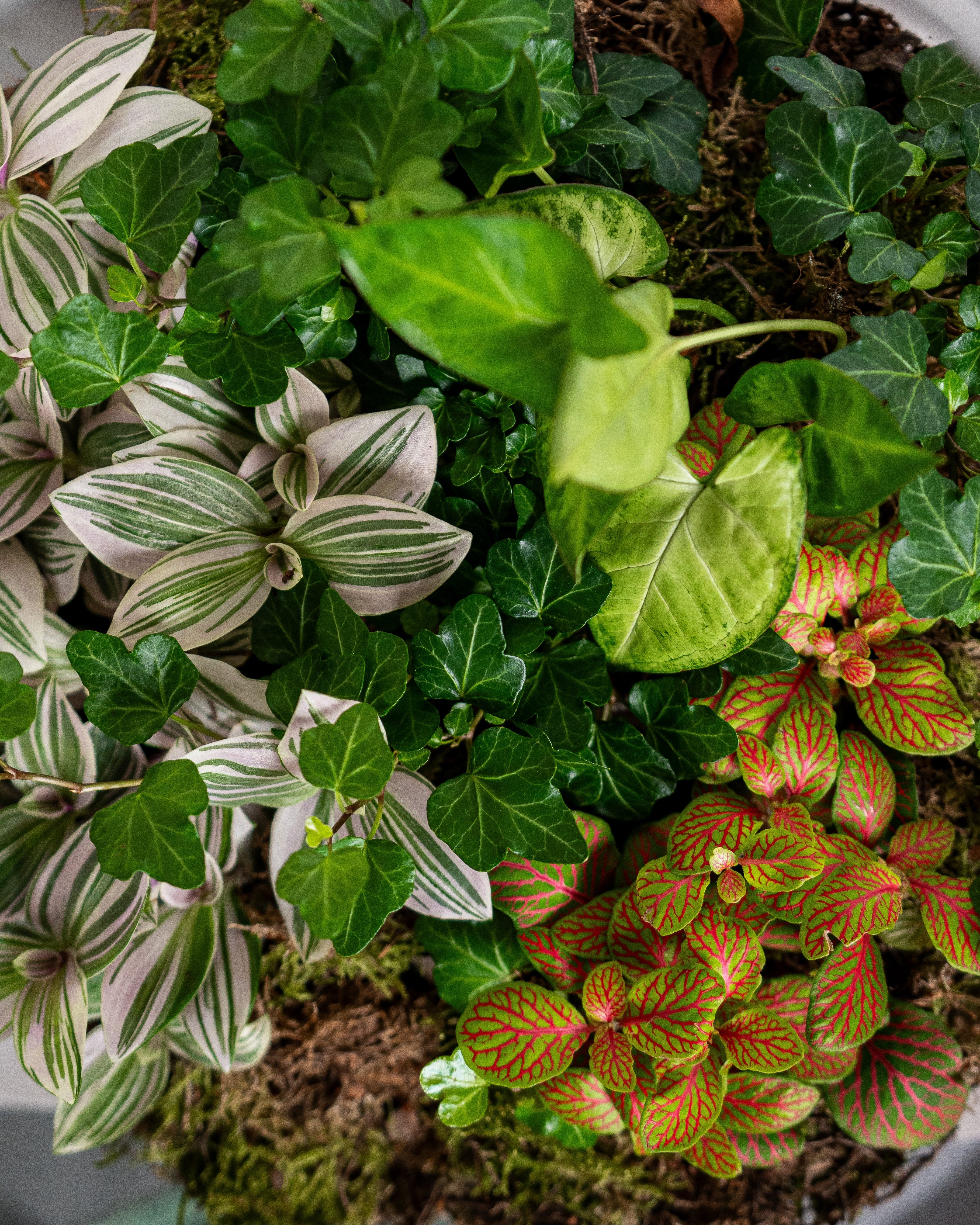 Soft Harmony Terrarium - Large - Uniflora