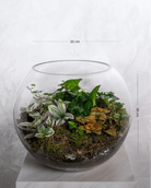Soft Harmony Terrarium - Large - Uniflora