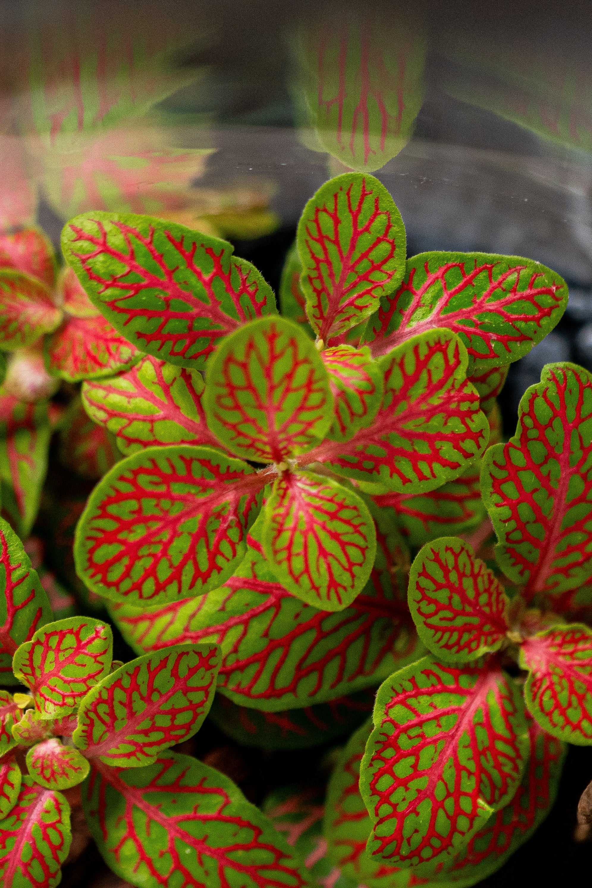 Tall Glass Garden - Uniflora