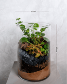 Tall Glass Garden - Uniflora