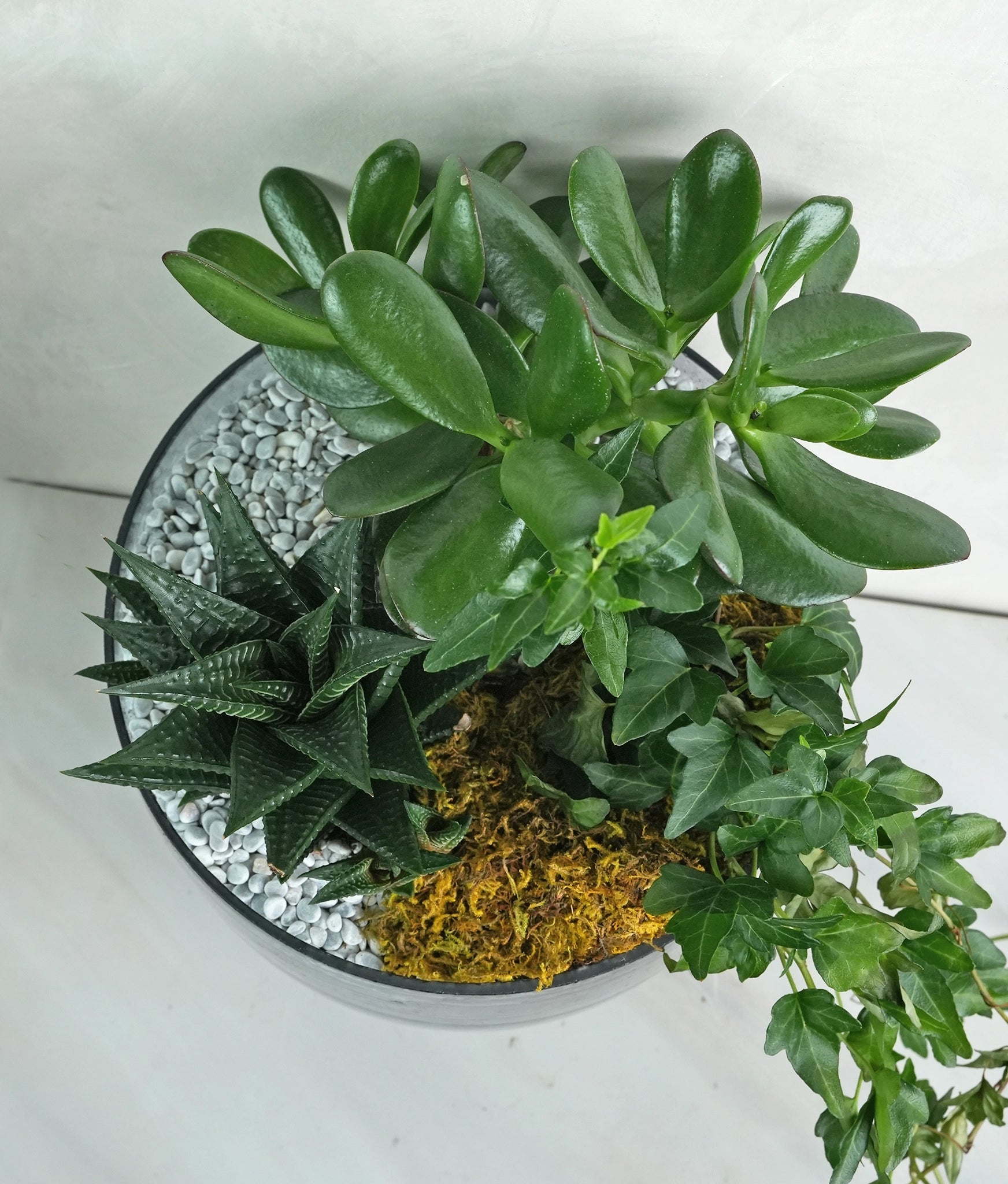 Terraview - Uniflora