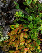 Velvet Terrarium - Large - Uniflora