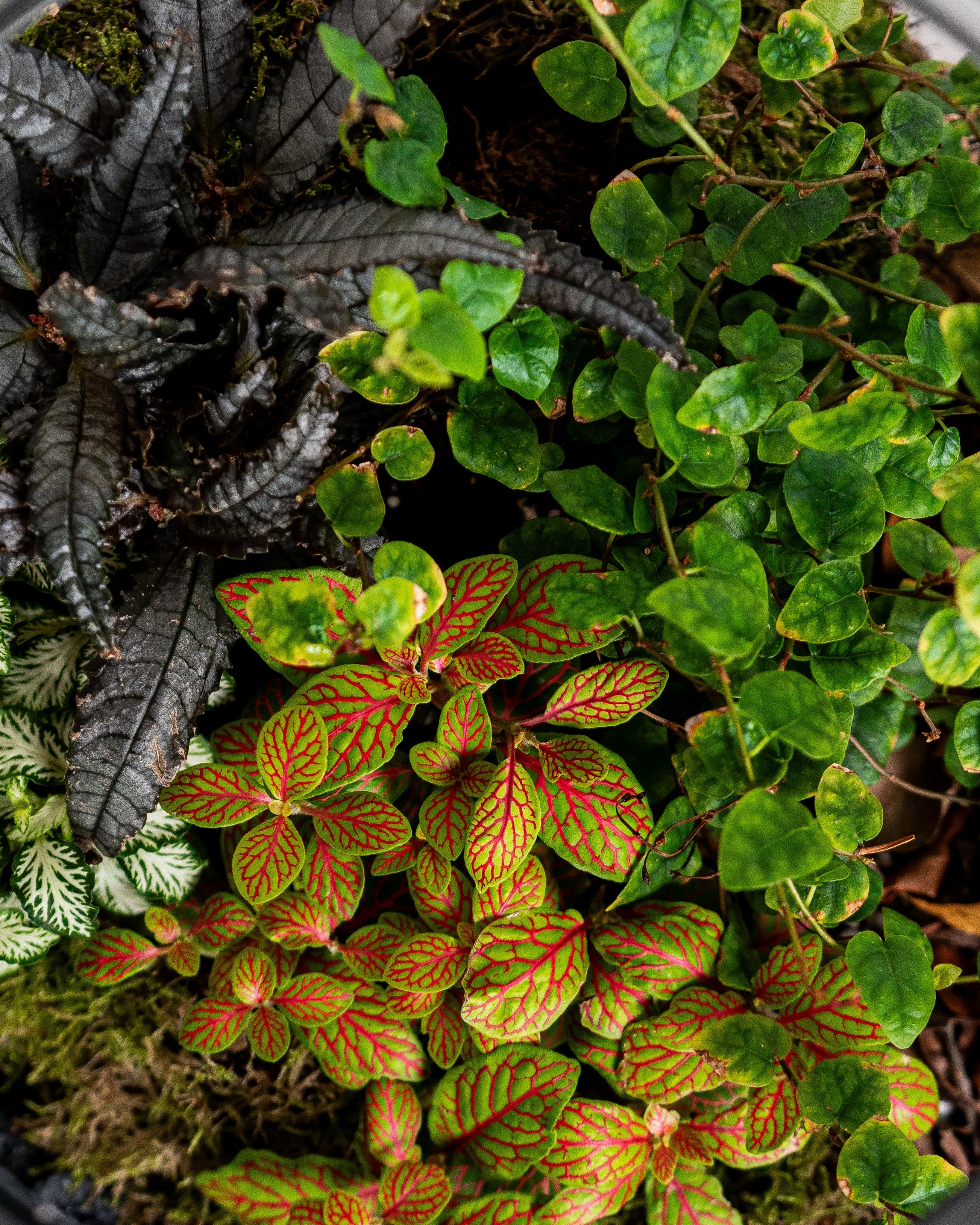 Velvet Terrarium - Large - Uniflora