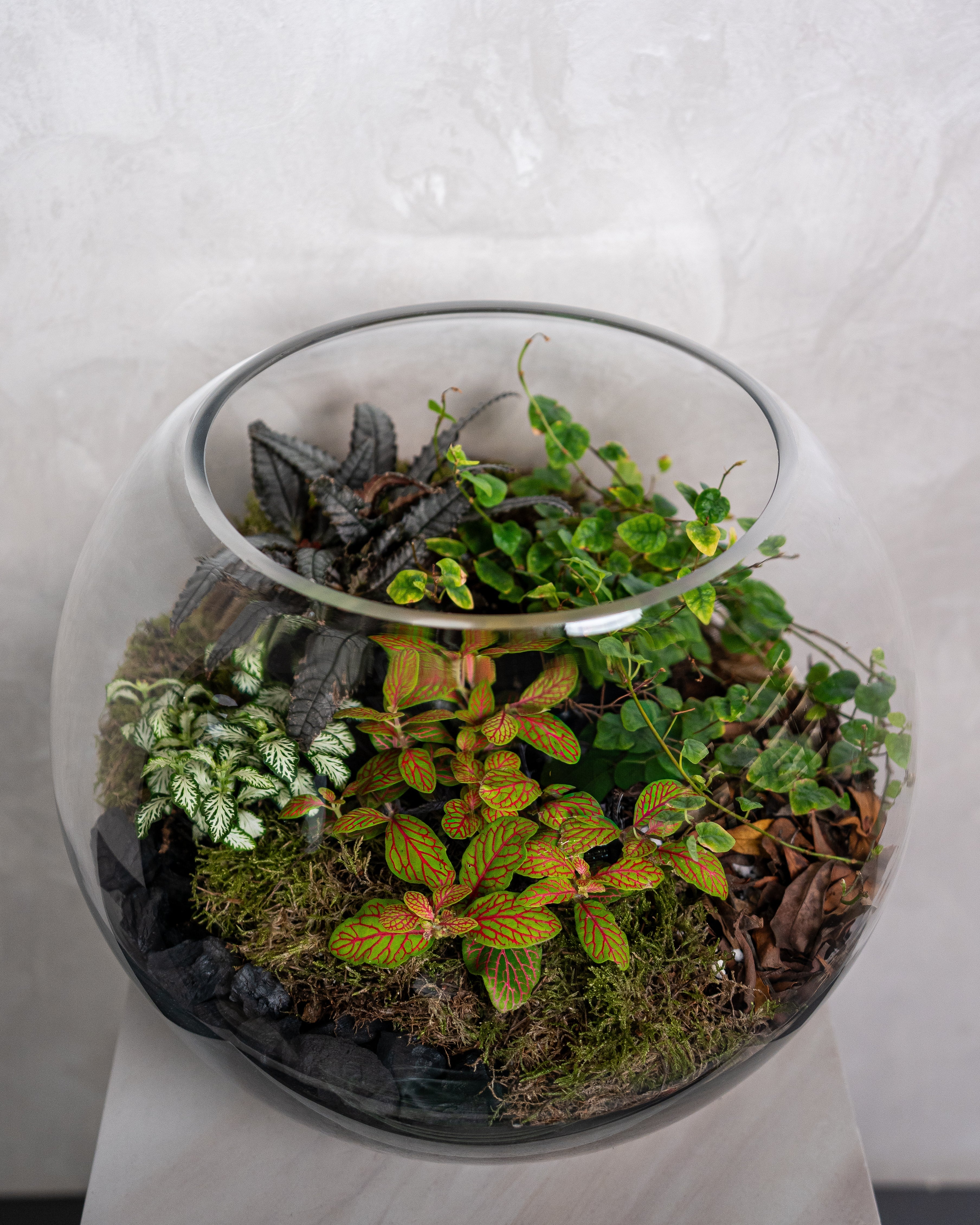 Velvet Terrarium - Large - Uniflora