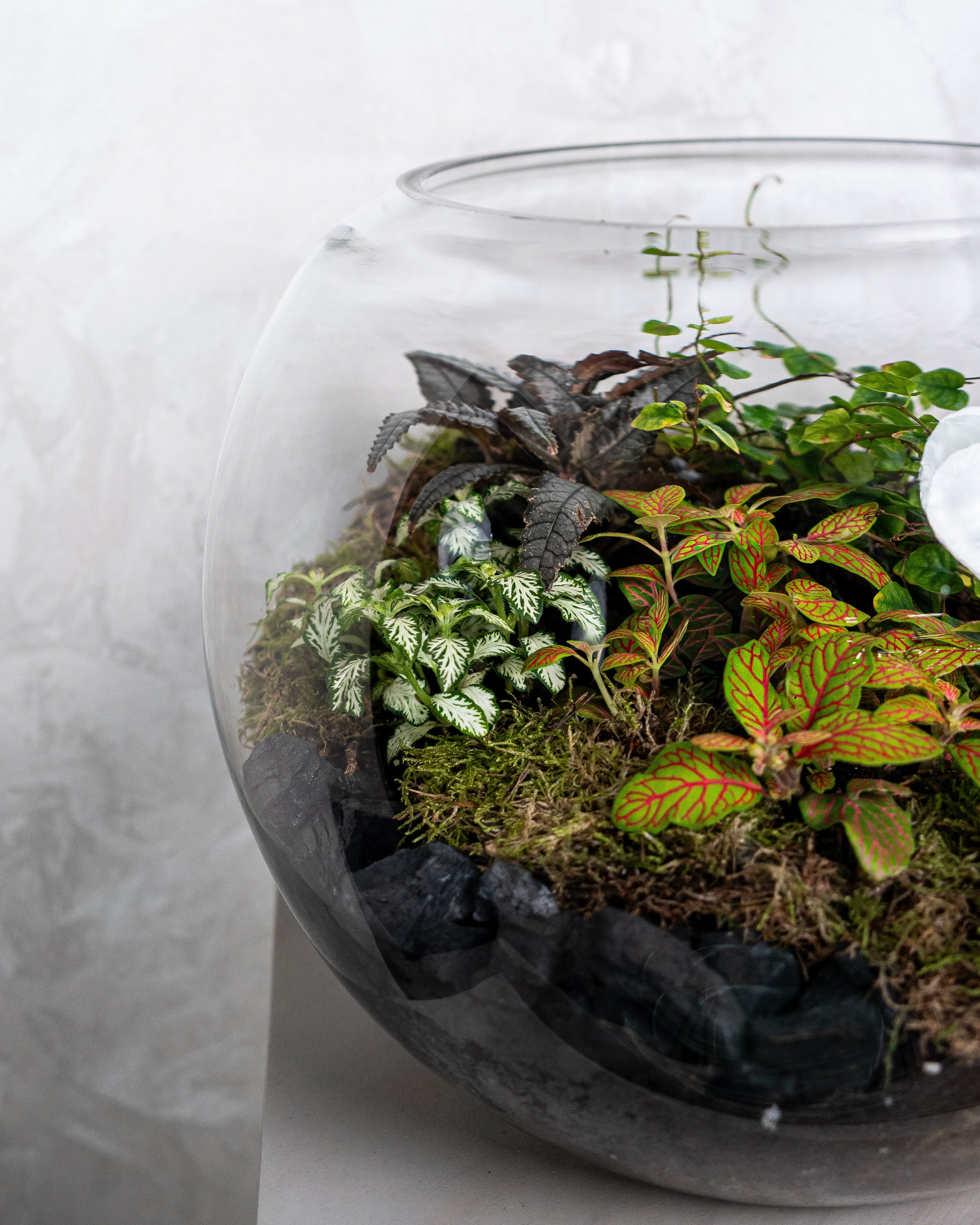 Velvet Terrarium - Large - Uniflora
