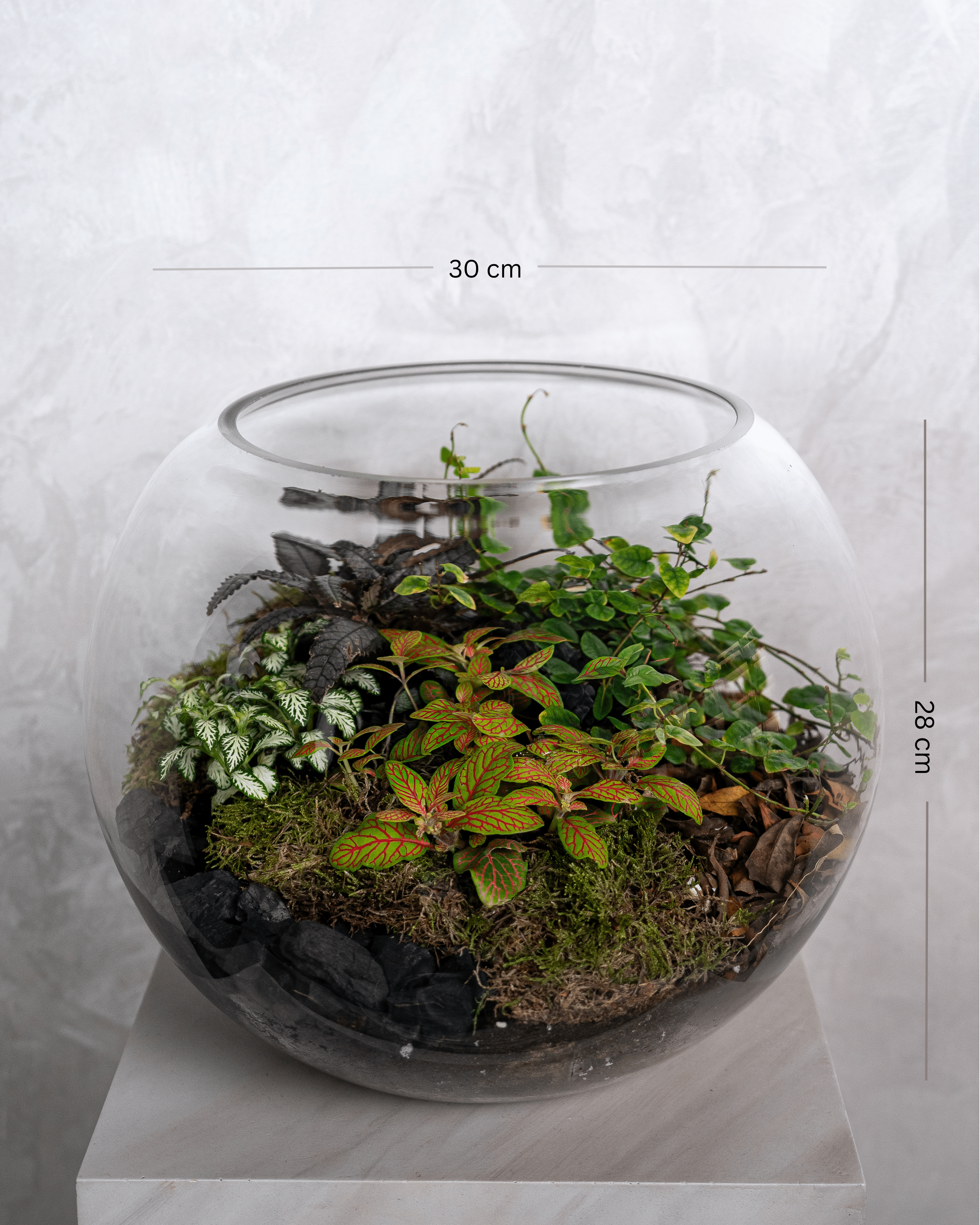 Velvet Terrarium - Large - Uniflora