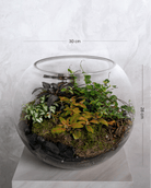 Velvet Terrarium - Large - Uniflora