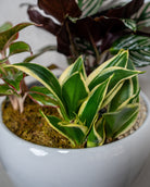 Verdant Garden - Uniflora
