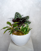 Verdant Garden - Uniflora