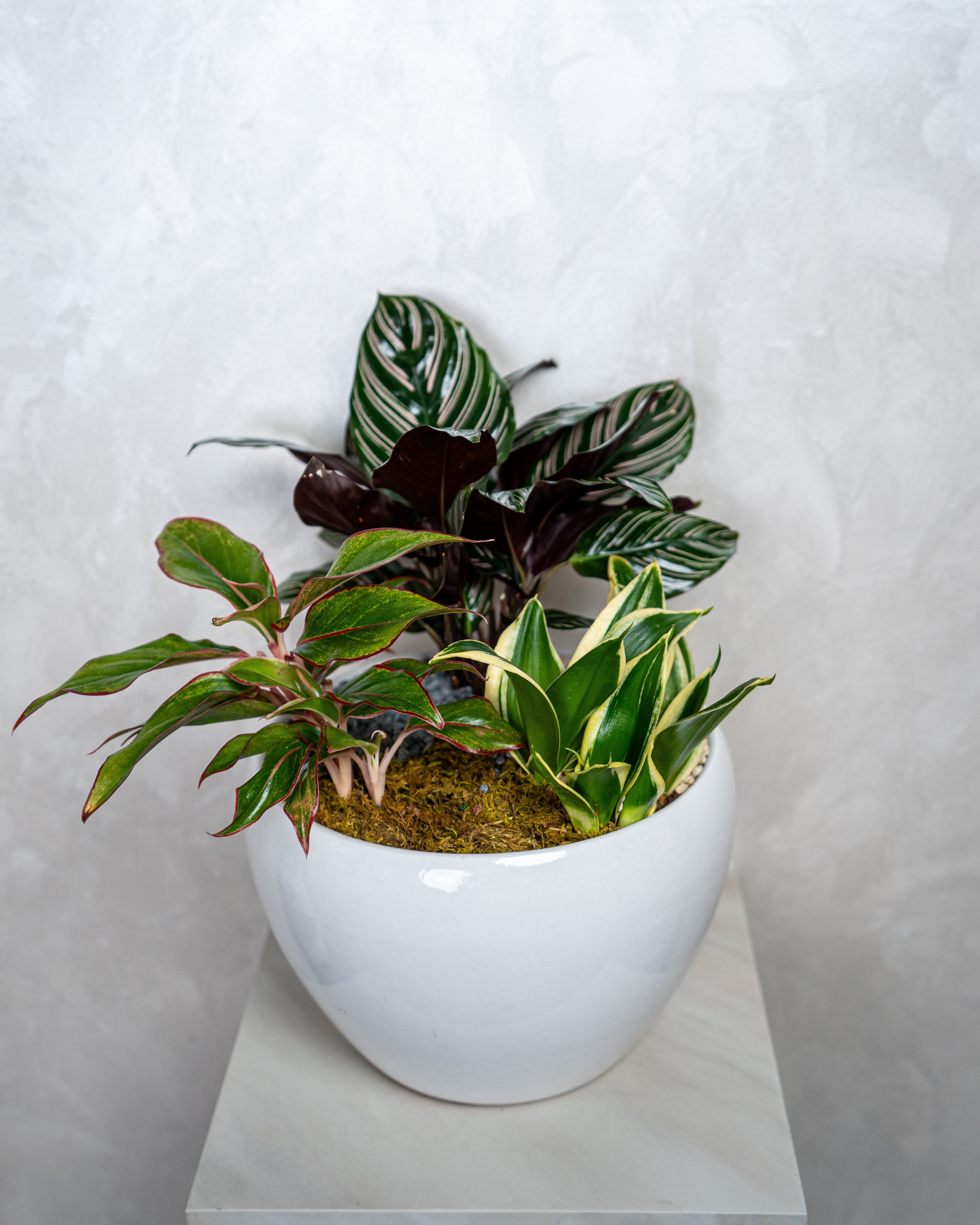 Verdant Garden - Uniflora