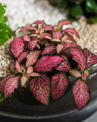 Vibrant Garden - Uniflora