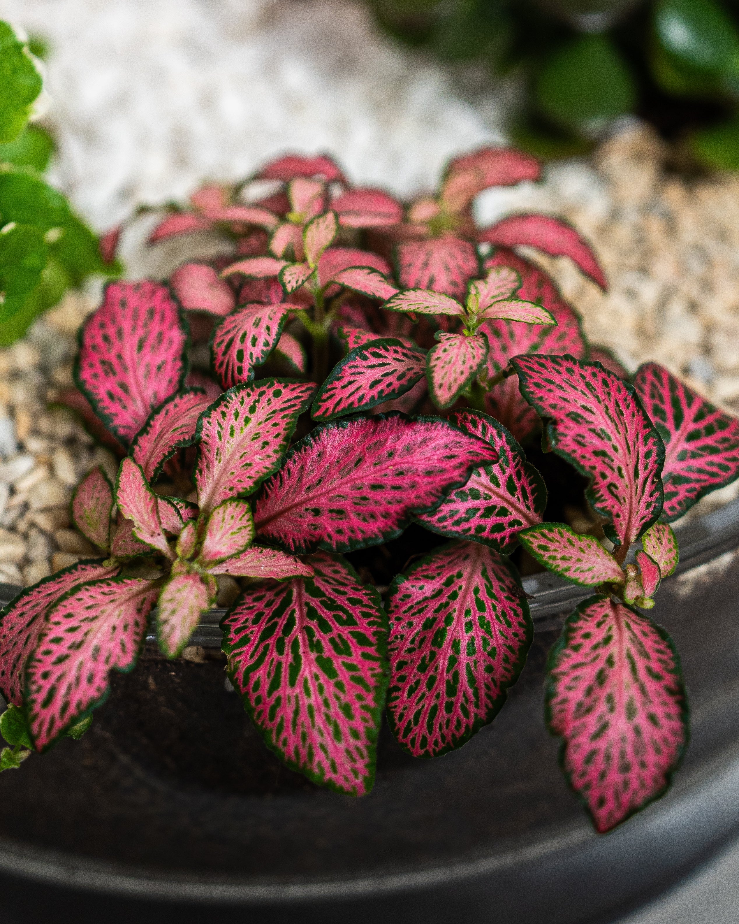 Vibrant Garden - Uniflora