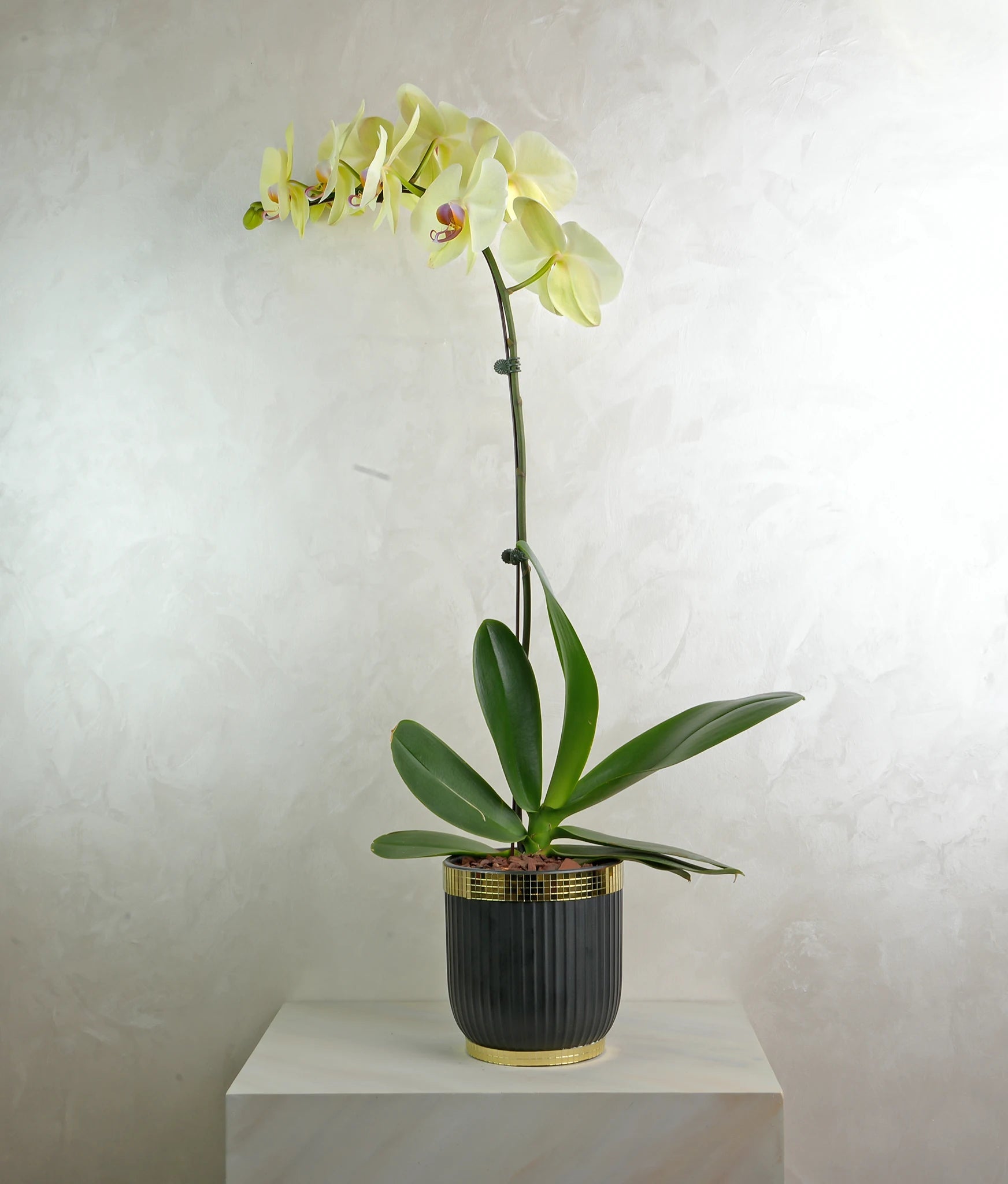 Vibrant Noir Orchid - Uniflora