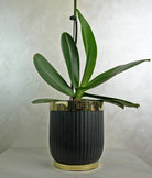 Vibrant Noir Orchid - Uniflora