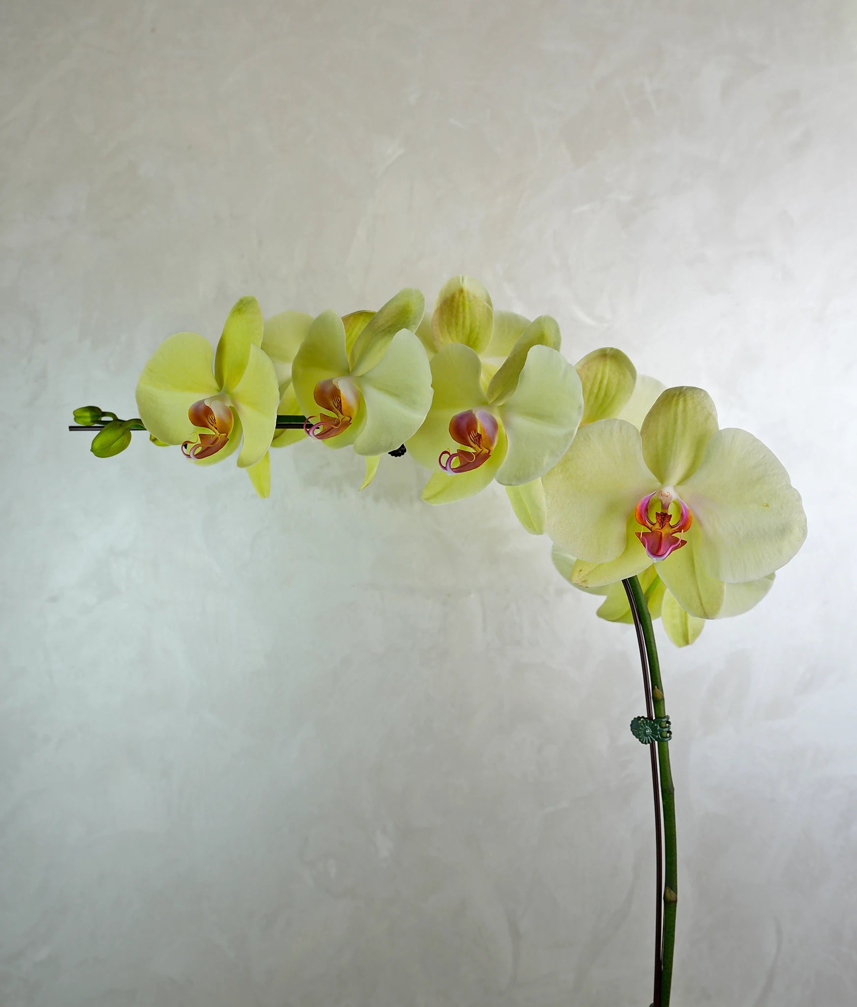 Vibrant Noir Orchid - Uniflora