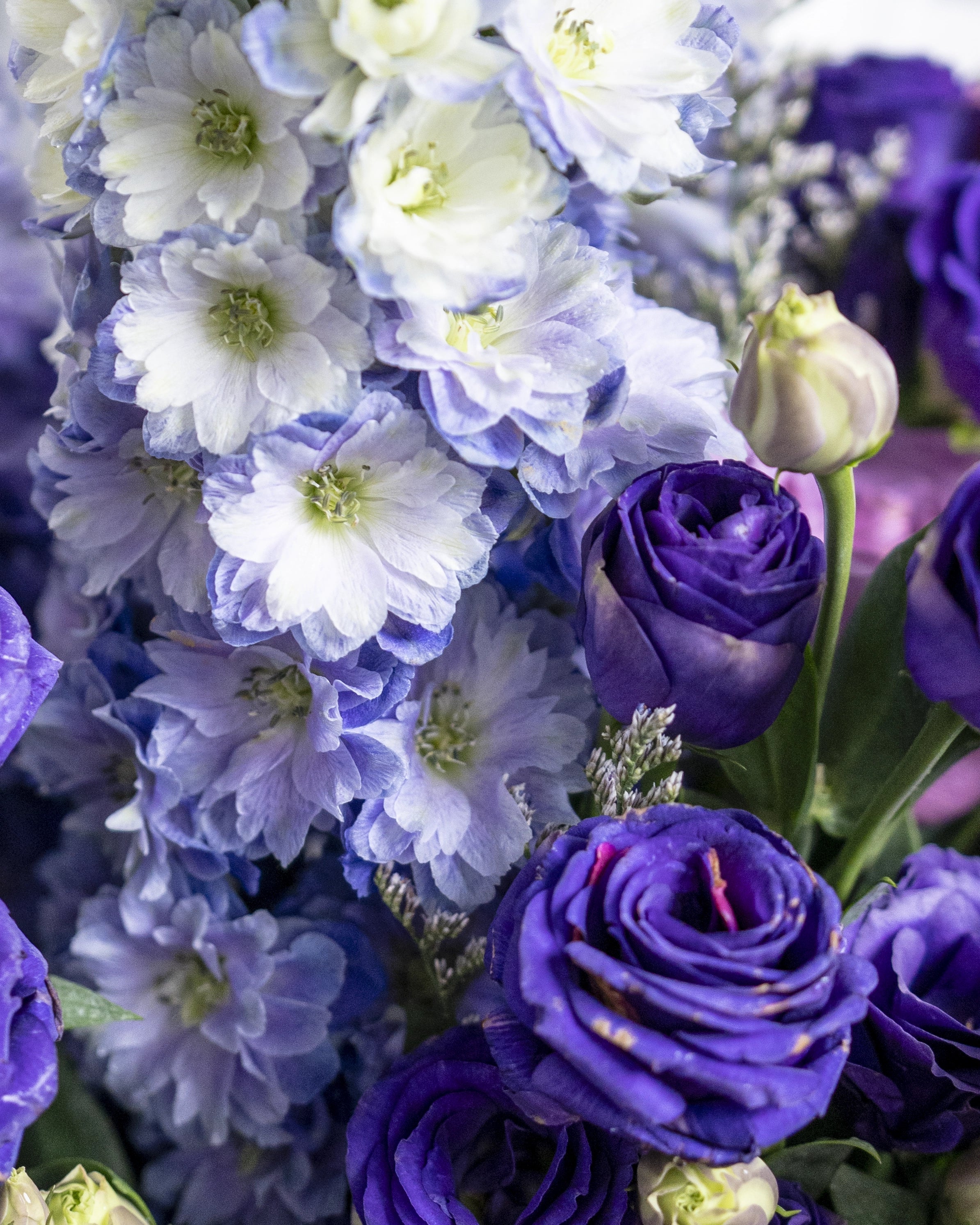 Violet Lisianthus - Uniflora