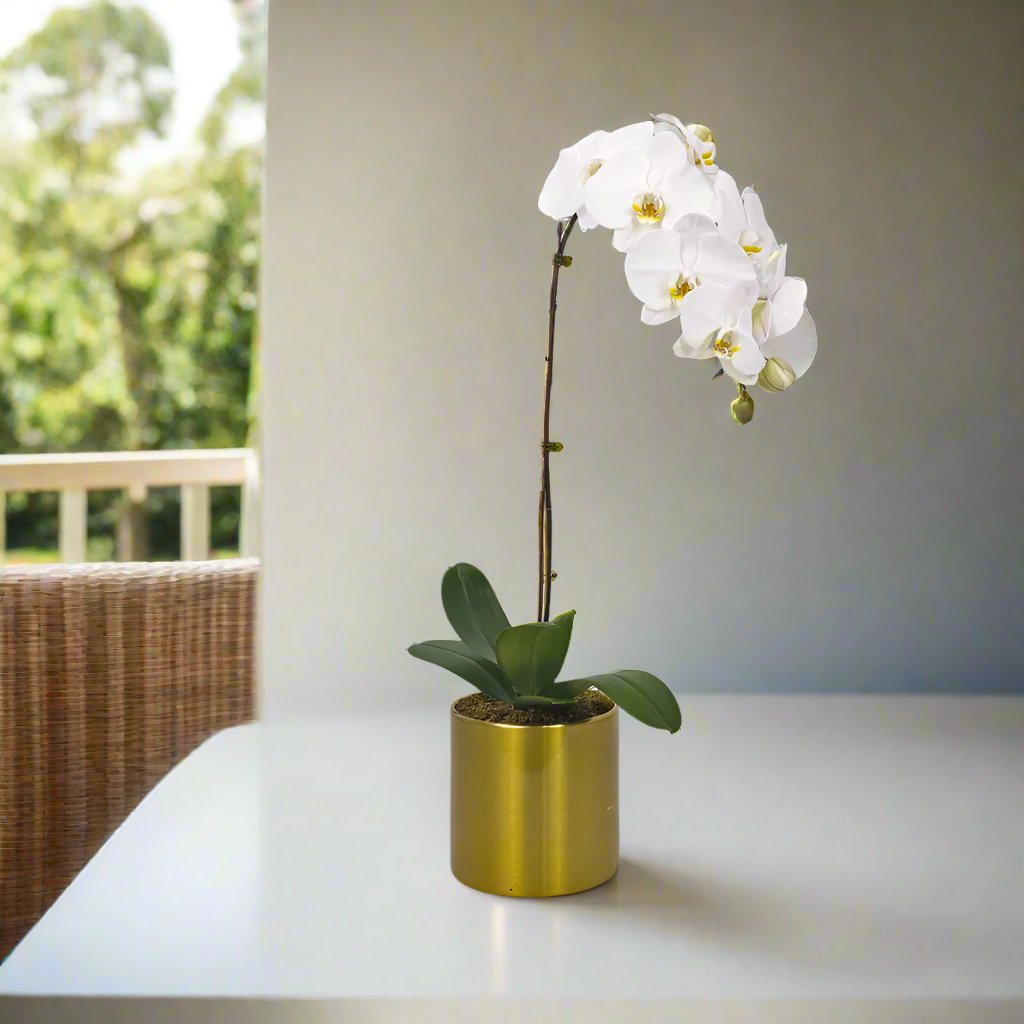 White Orchid in Metal Pot - Uniflora