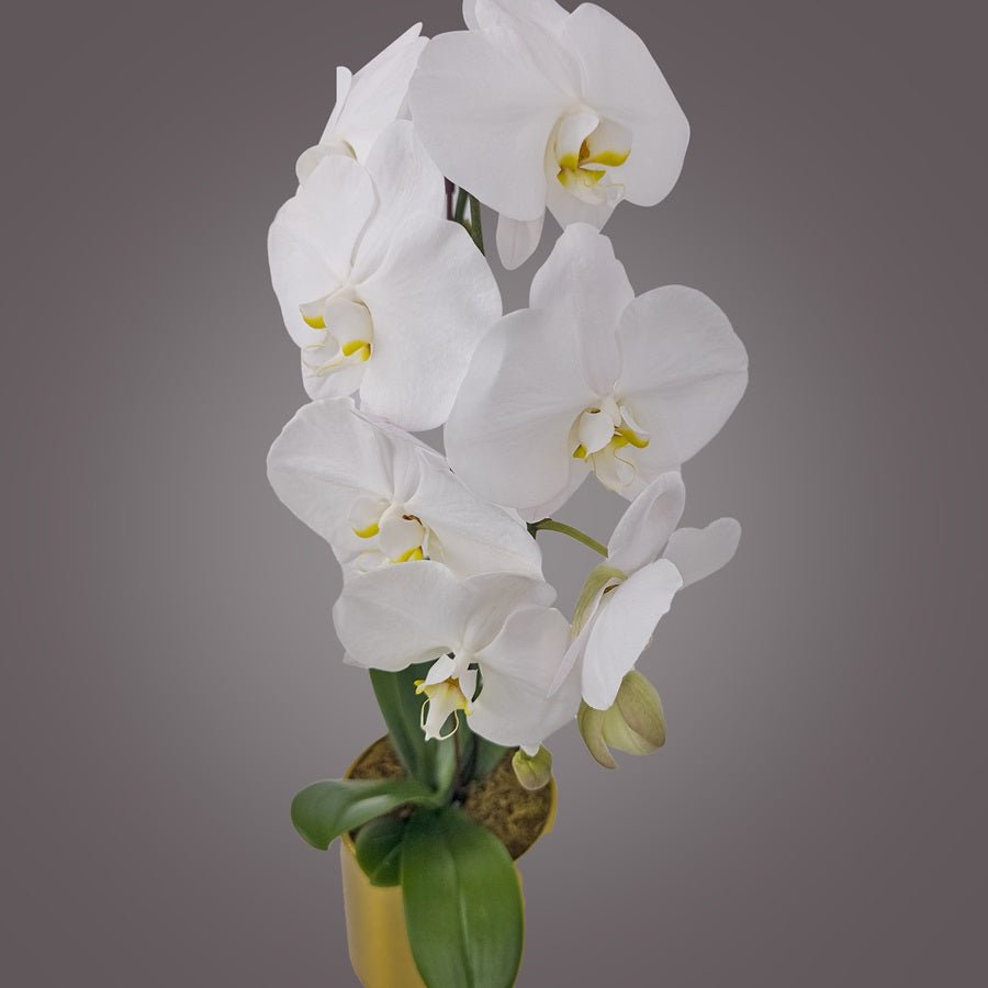 White Orchid in Metal Pot - Uniflora