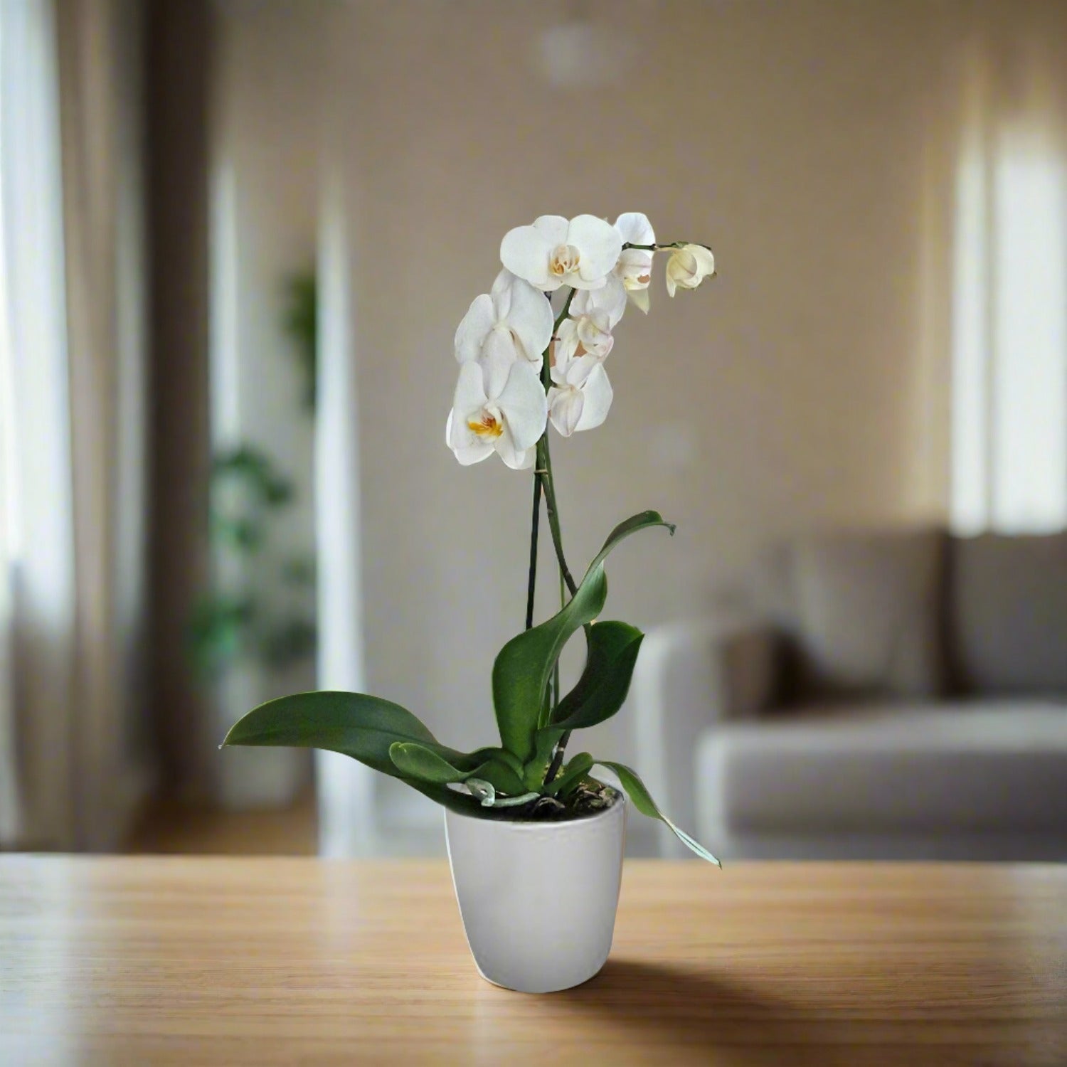 White Orchid in pot - Uniflora