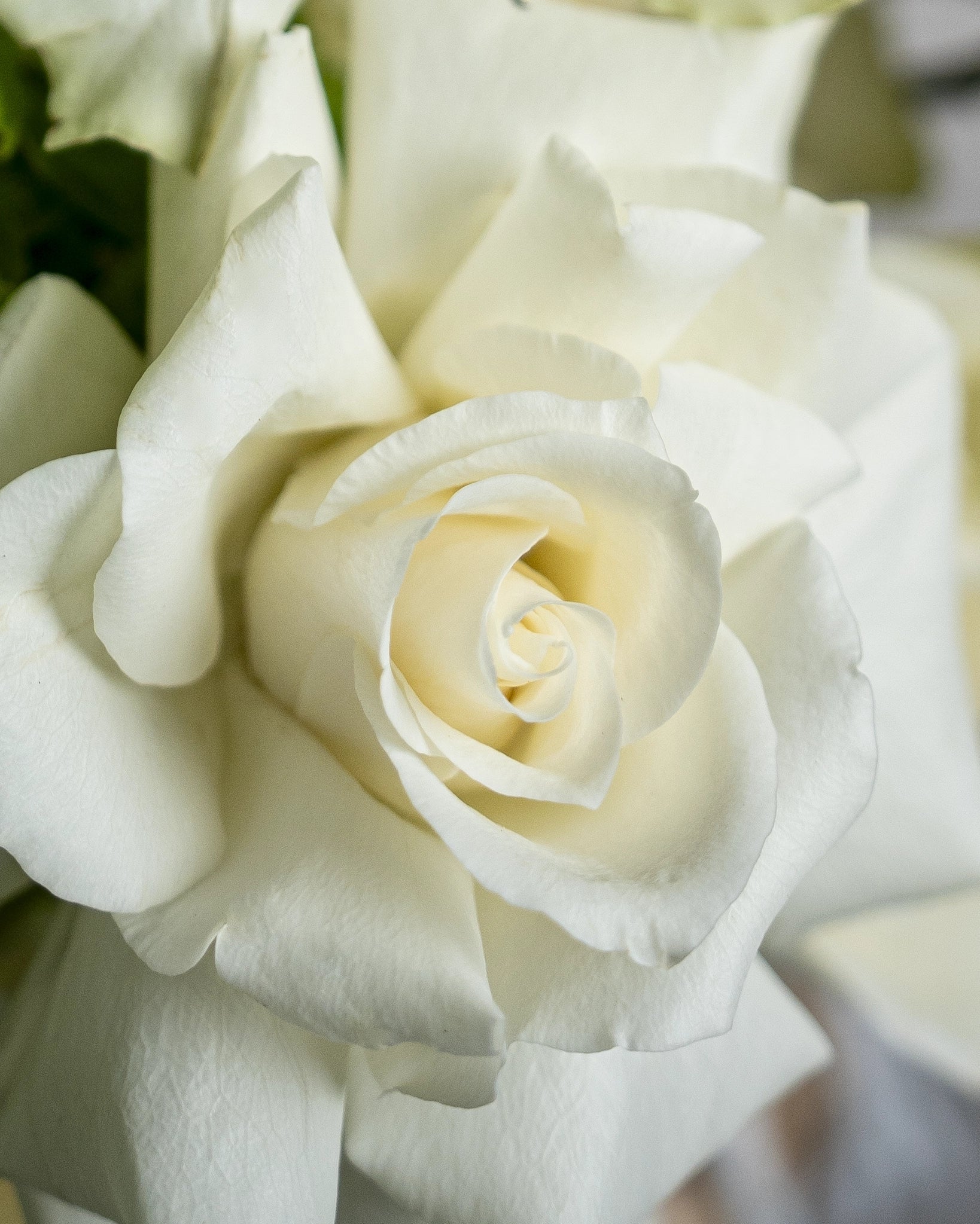 White Rose and Hydrangea Basket - Uniflora