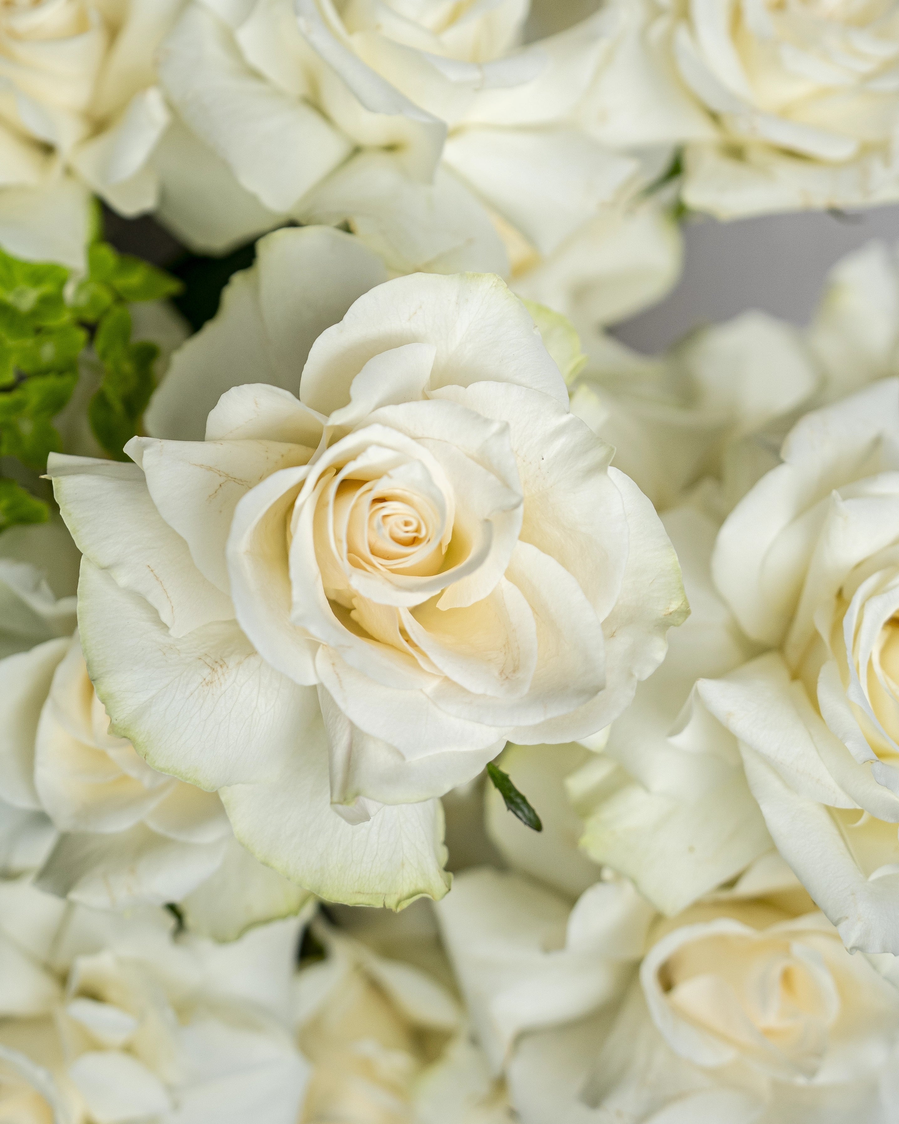 White Rose and Hydrangea Basket - Uniflora