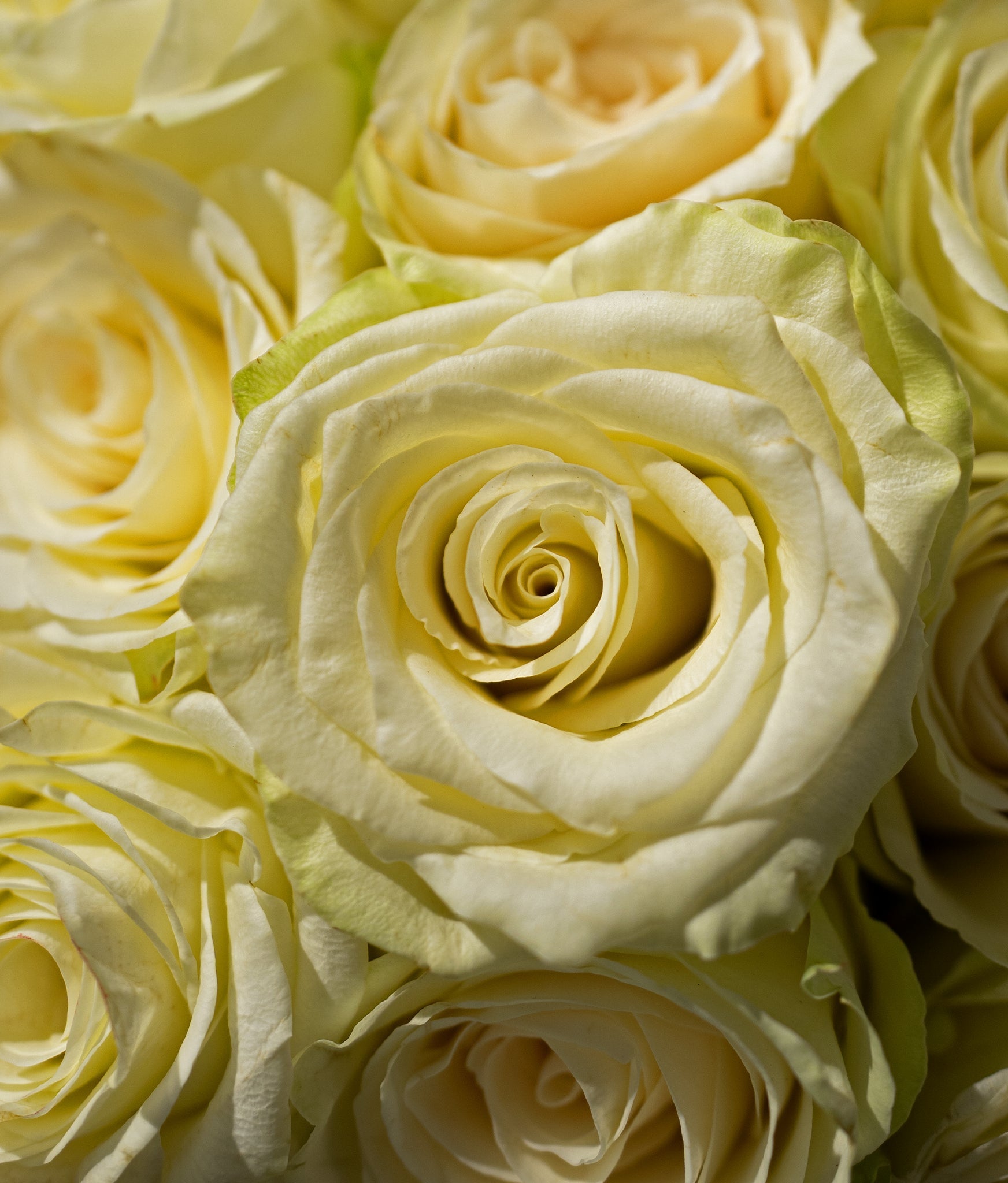 White Roses Charm - Uniflora